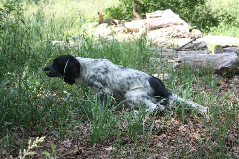 Jazzy De La Borie Des Bois